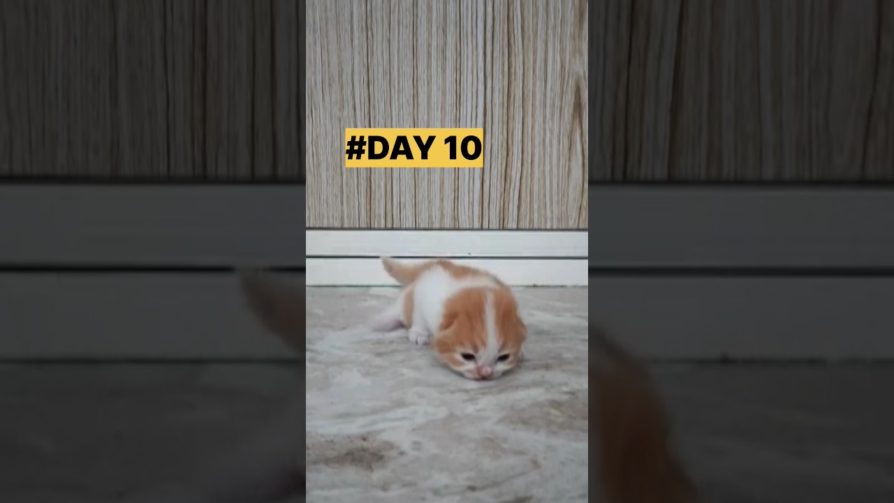 Kitten Growing Up 