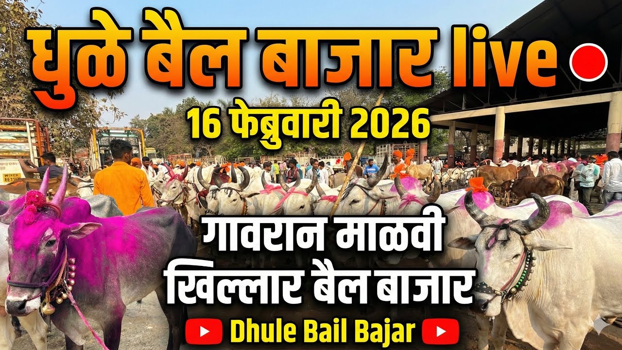 धुळे बैल बाजार live 🔴 17 फेब्रुवारी 2026 Dhule Bail Bajar #बैलबाजारमहाराष्ट्रचा #bailbajar 