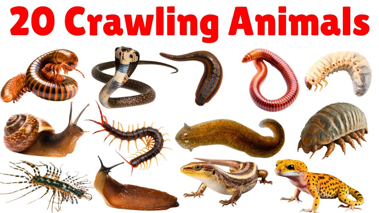 Crawling Animal Names In Hindi | रेंगने वाले जानवरों के नाम | For Kids