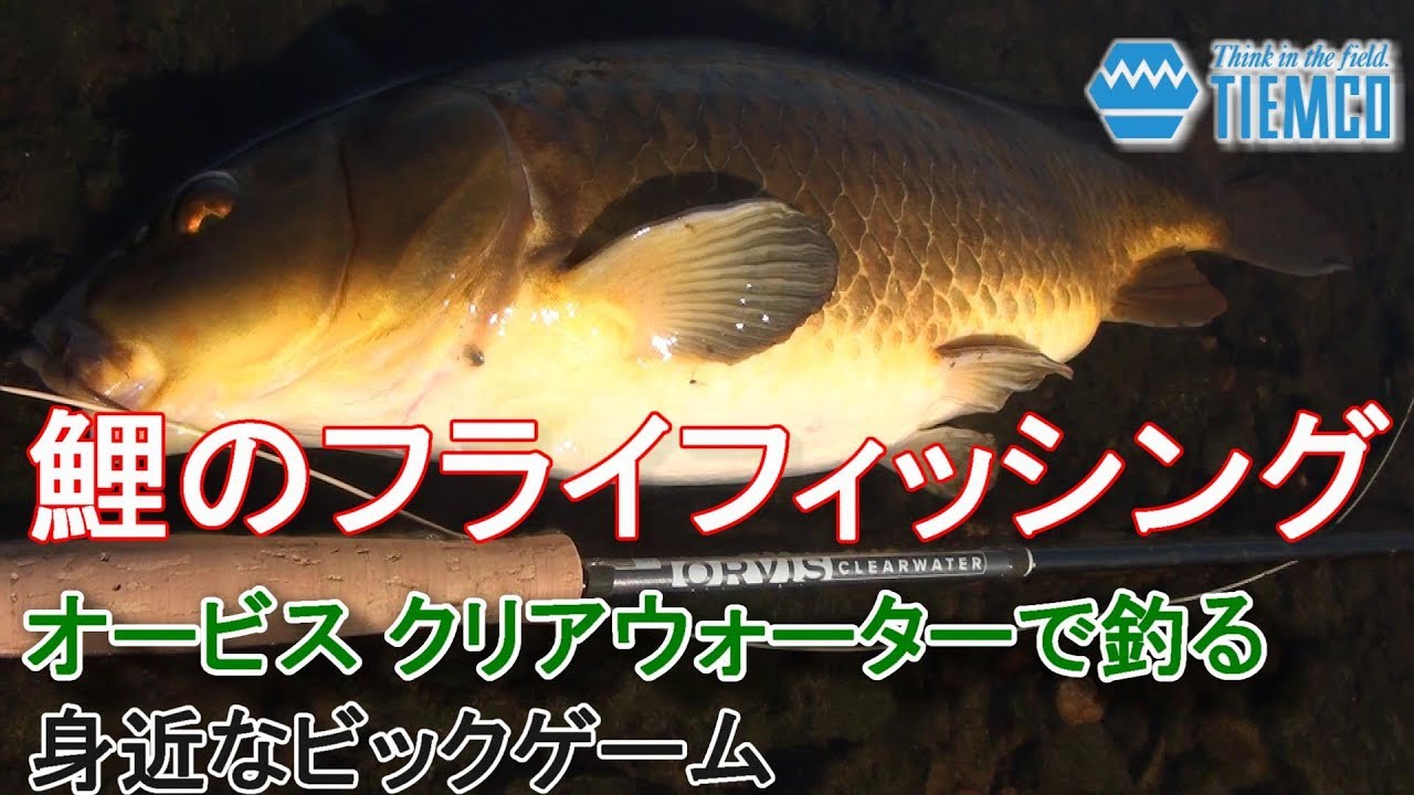 鯉のフライフィッシング　～身近なビッグゲーム～