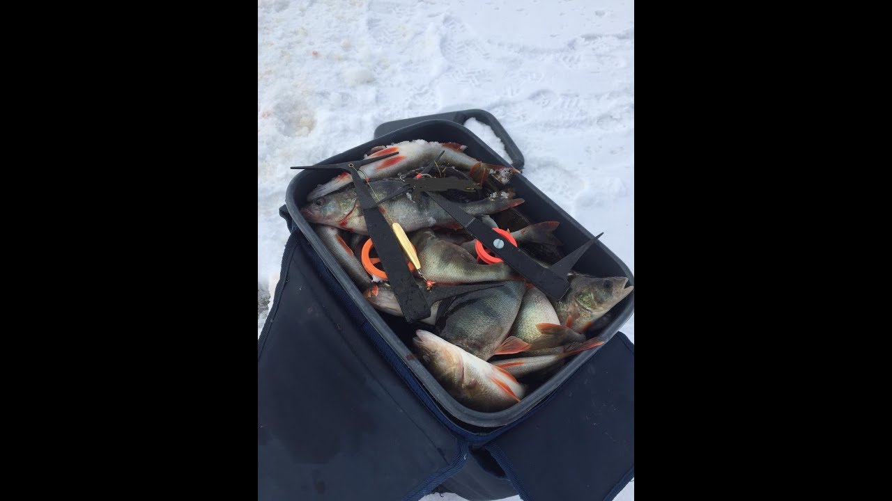 Värikoukkupilkintää ja mörköahvenia