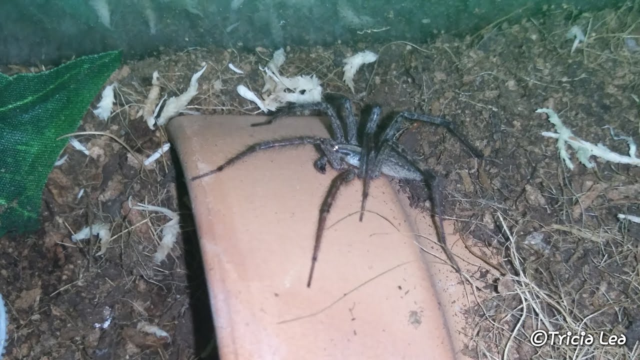 Agelenopsis sp. My daughter setup his enclosure.