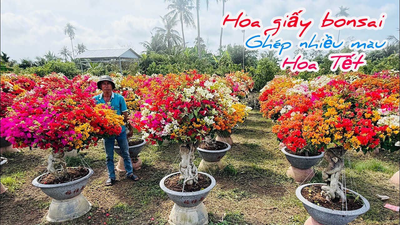 Hoa giấy ghép nhiều màu cây đẹp bonsai chào bán..05/02😘📲 0708.749.452.Thanh-Hùng