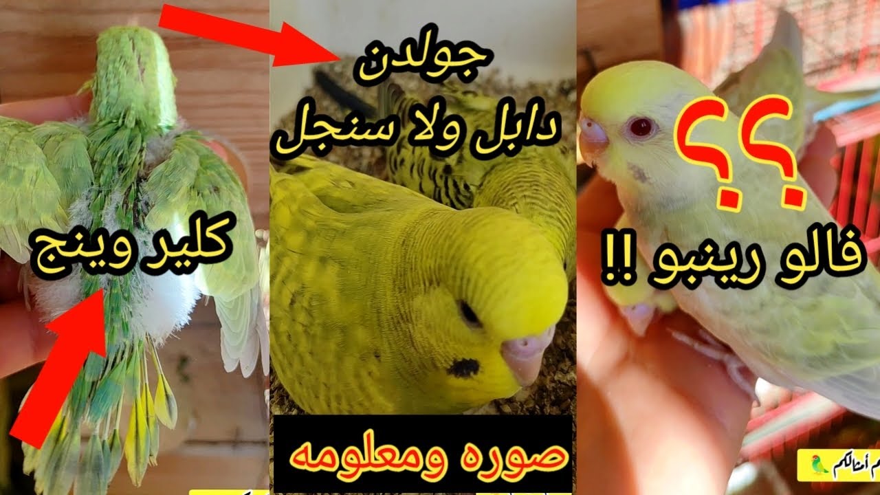 #فتح_عشوش_البادجي | #تصنيفات_البادجي