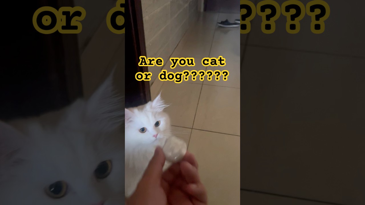 Confused? #dailyvlog #cat #shorts #fun #sisters #fatherdaughter #laugher #funny #funnyshorts