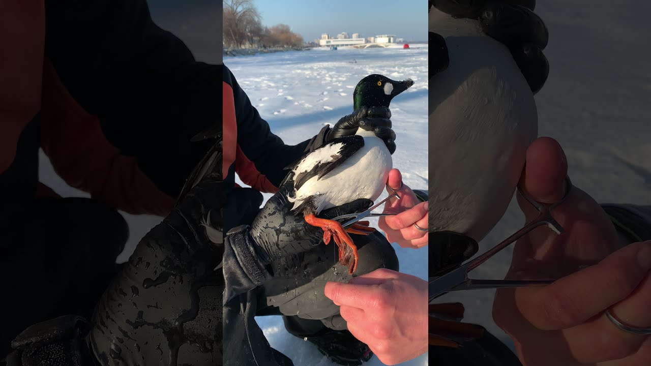 Bird Caught Under Ice 