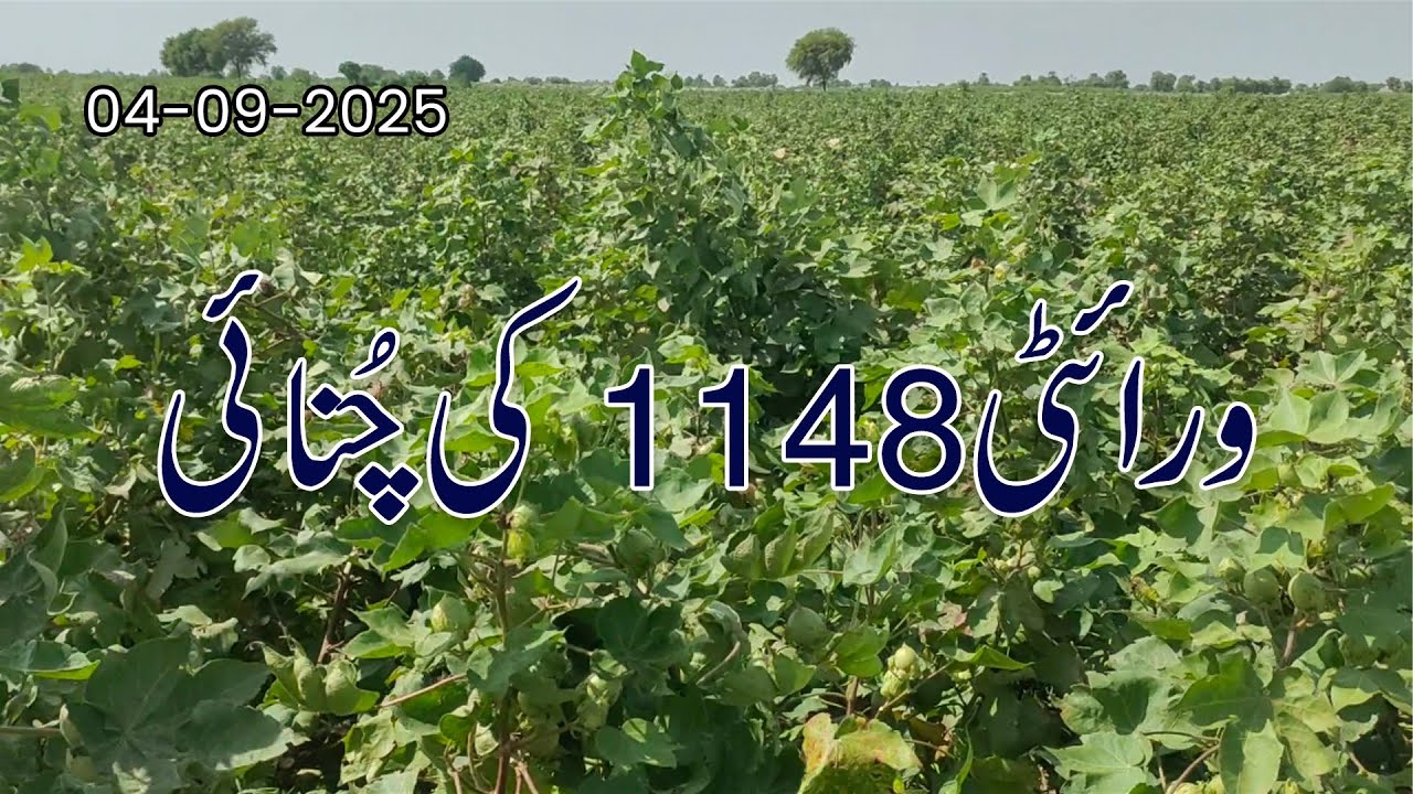 Cotton Variety 1148  12 Mann Yield Per Acre + Complete Fertilizer Guide  Agriculture