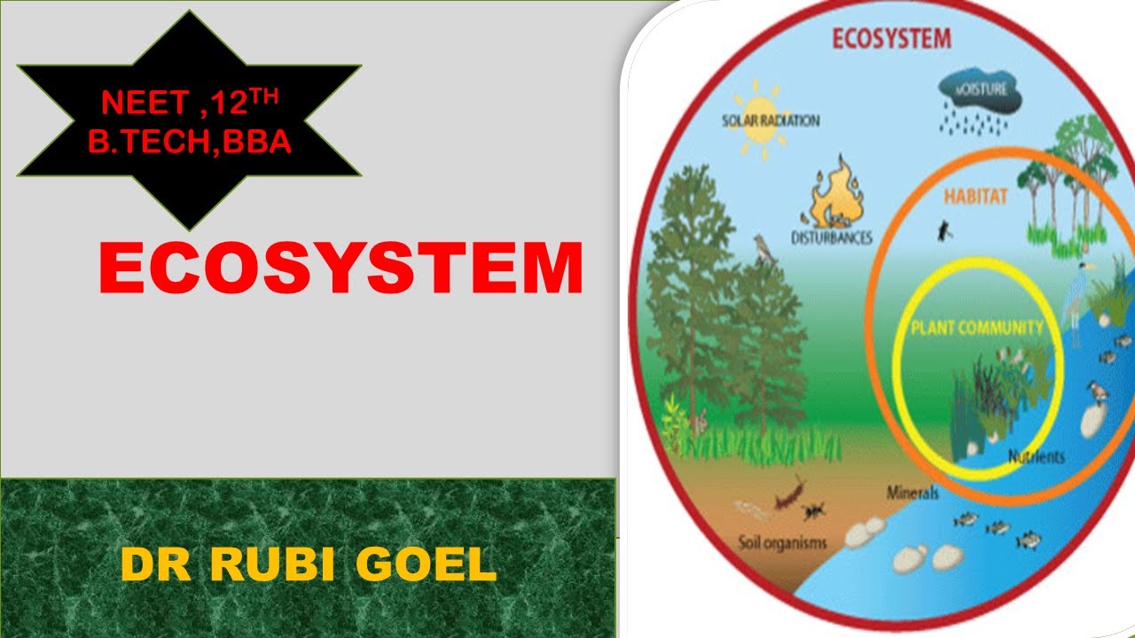 Ecosystem and their types | EVS unit 1 | part 2 | ggsipu || b.tech 2nd sem | B.sc || cbse || NEET