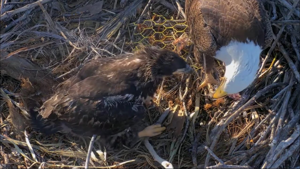 Connie arrives and feed some bites to Quinn | Captiva Eagle Cam | Feb 9, 2026