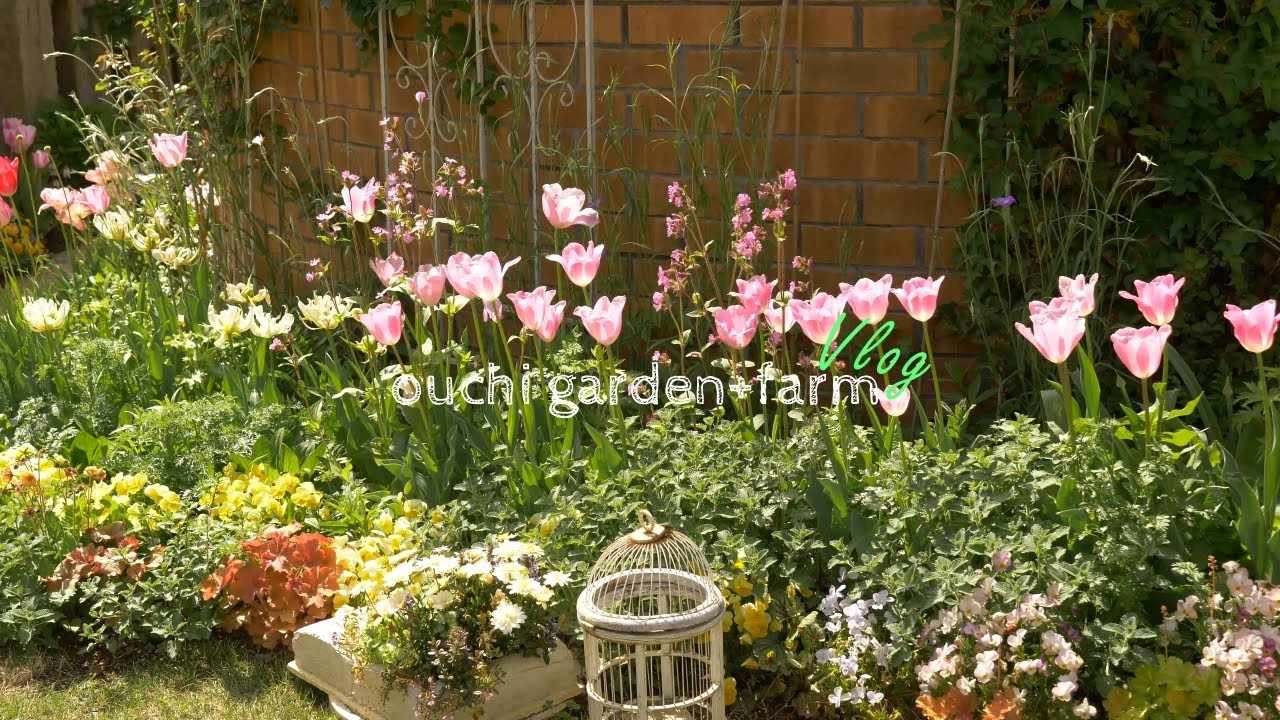Pět types of flowers planted in the fall and blooming in the spring. | Plant настоящие flowers.