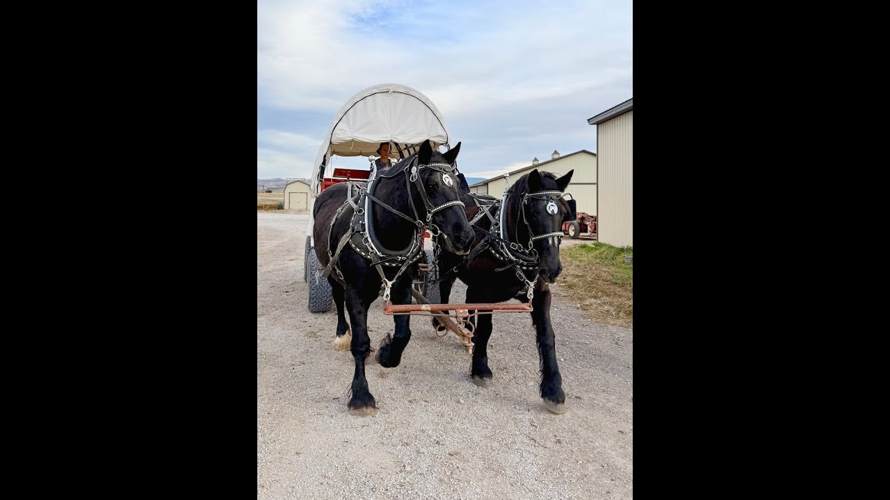 SOLD!! New Offering - Experienced Percheron Team