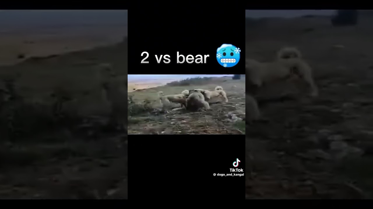 SİVAS KANGAL KÖPEĞİ VS AYI 