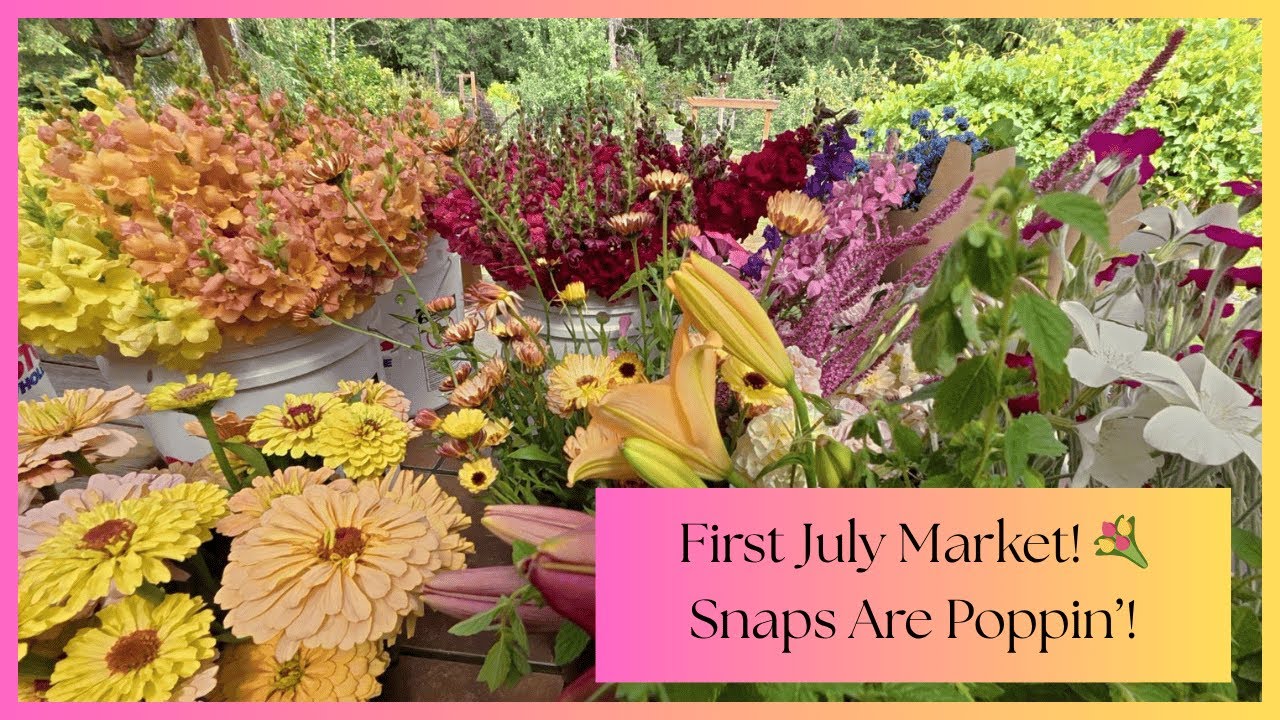 First Farmers Market of July 💐 Snapdragons in Full Bloom + Summer Flowers Begin!