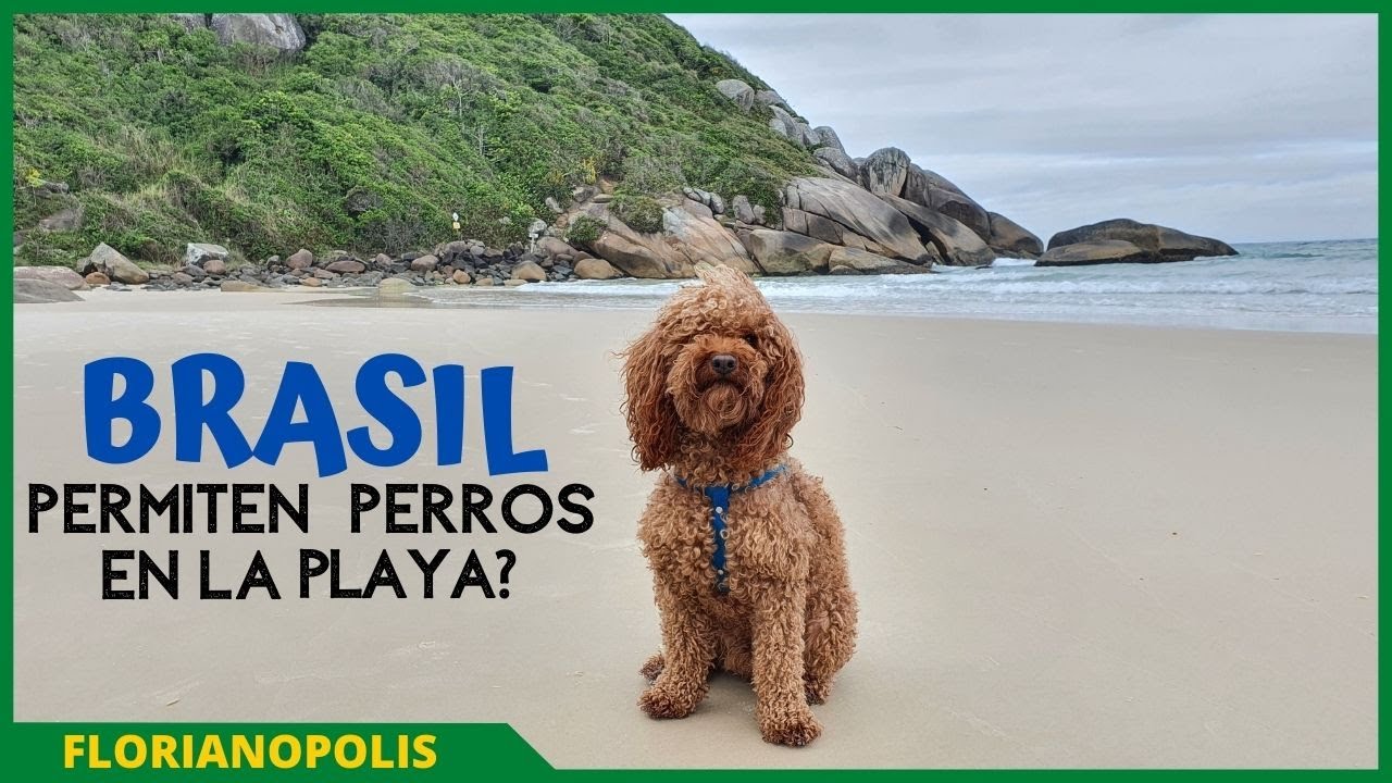 ⛱️ PRIMER SEMANA EN BRASIL, Cómo nos fue? [Viajeros por América 🌍] (FLORIANOPOLIS)