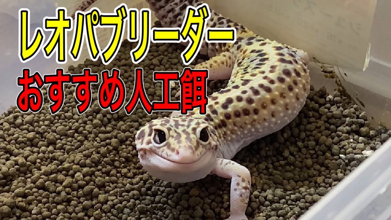 レオパのおすすめ人工餌