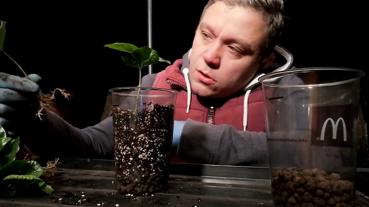 #91 Sadzonki kawa Arabica. Kilka szybkich uwag co do uprawy.