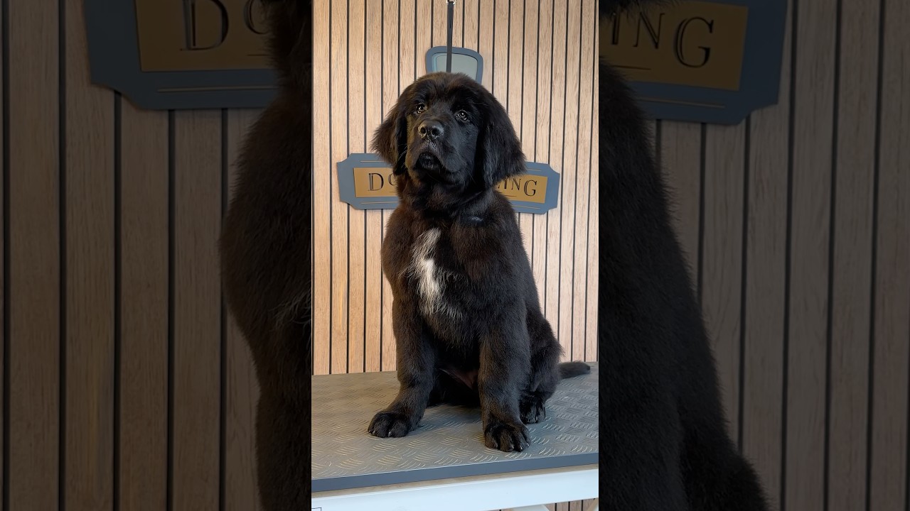 Doggy Daily Episode 473: Paddy the Newfoundland #newfoundland #newfoundlandpuppy #doggrooming