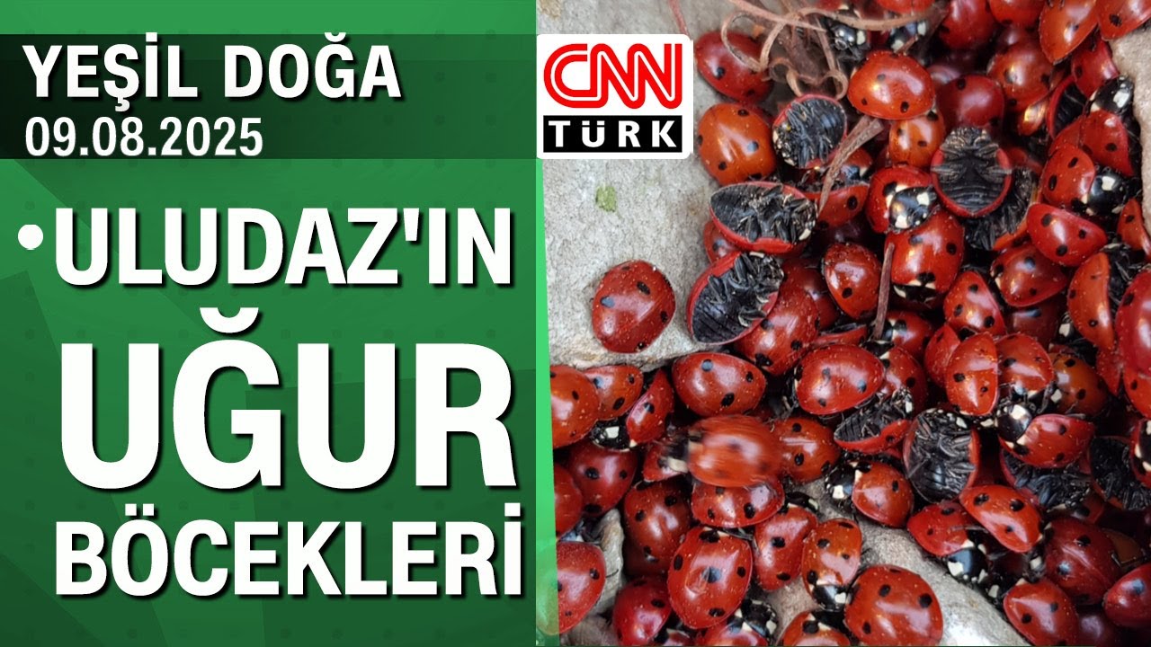 Kahramanmaraş Uludaz'da yaşayan uğur böceklerinin hikayesi - Yeşil Doğa 09.08.2025 Cumartesi