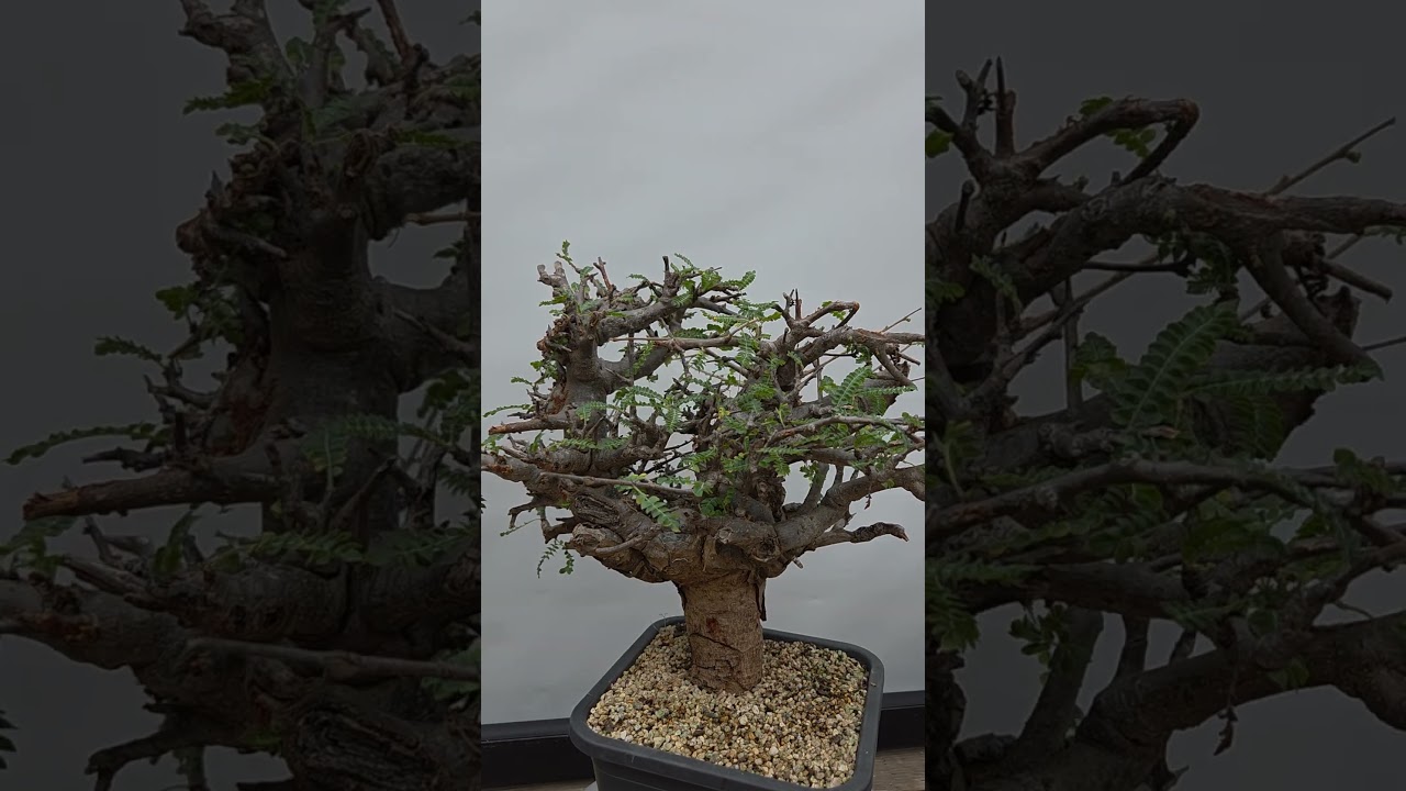 #Boswellia