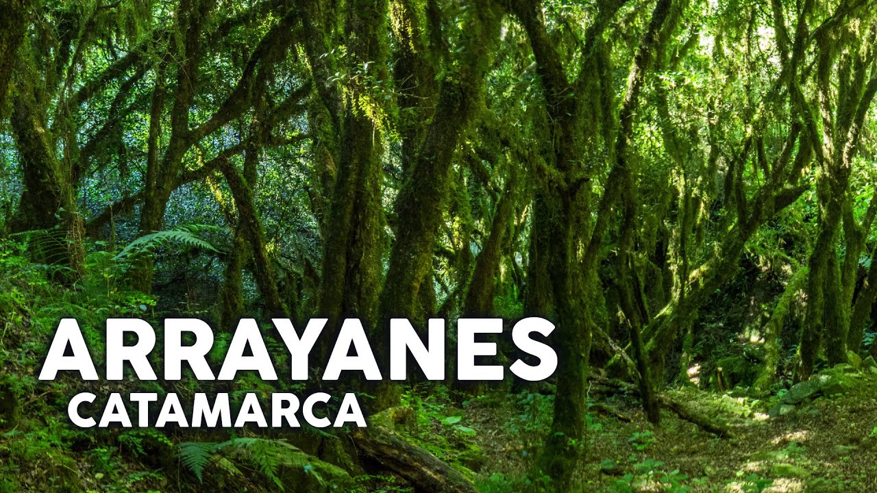 El bosque de arrayanes de Catamarca, Argentina (2022)