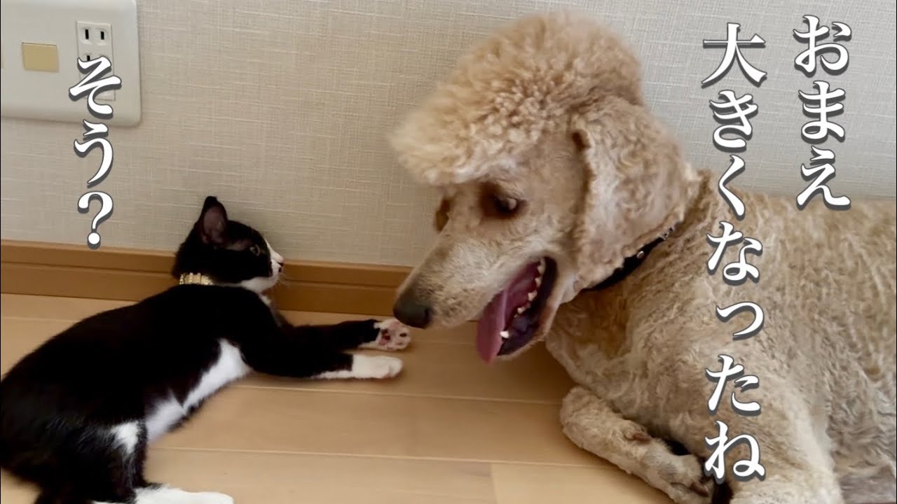 【捨て猫クロの成長記録】クロがウチに来て1ヶ月。ミニマリストの母が猫のためにモノを増やすが…