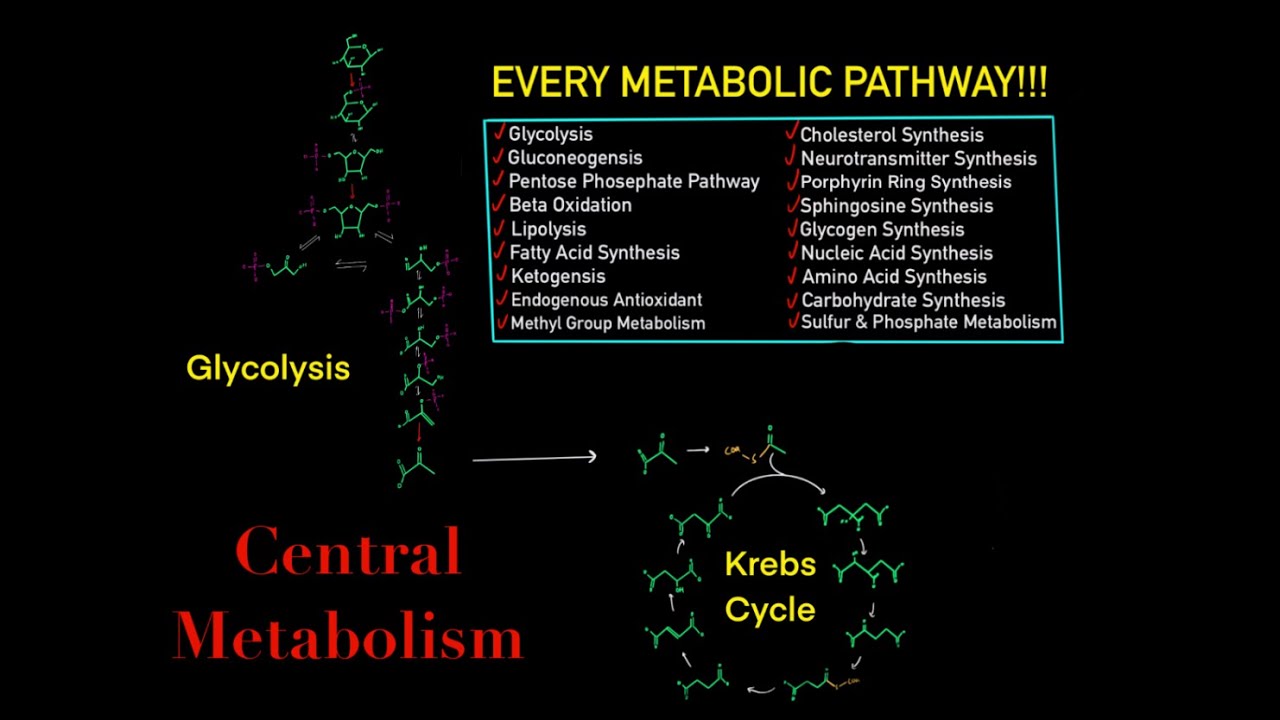 EVERY SINGLE METABOLIC PATHWAY YOU NEED FOR MCAT BIOCHEMISTRY IN 30 MINUTES!