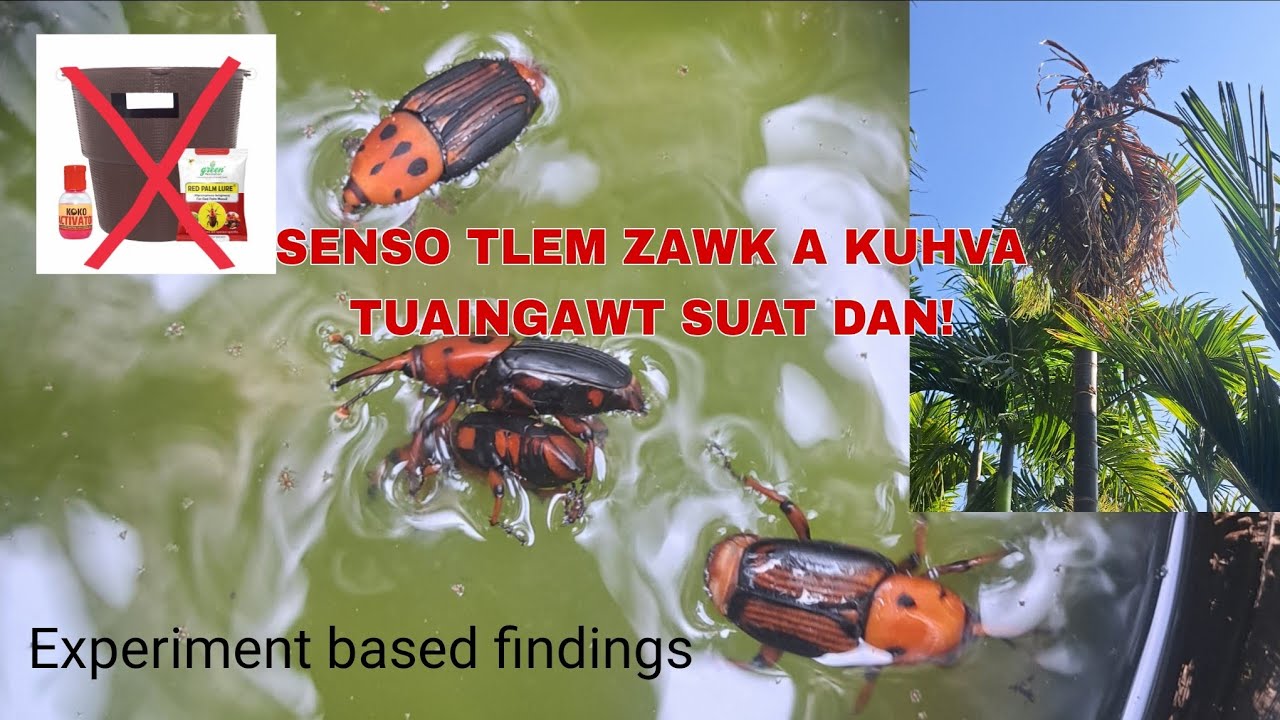 Kuhva Tuaingawt (Red Palm Weevil) suat dan ṭha.