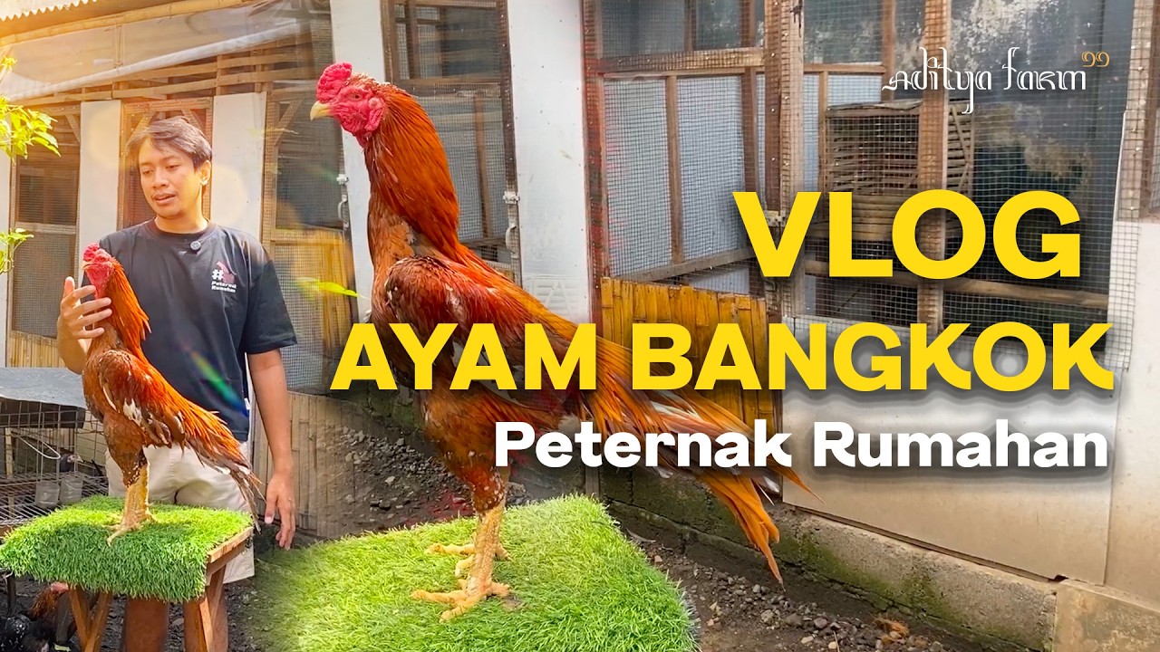 VLOG ON BREEDING CLASSIC BANGKOK CHICKENS AT ADITYA FARM 99