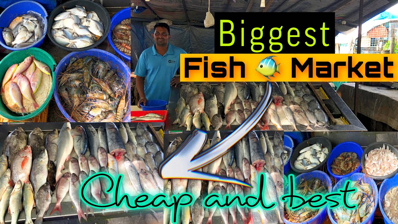 Biggest Fish 🐠 Market in Kochi,Kerala/Let’s Begin With Ritam