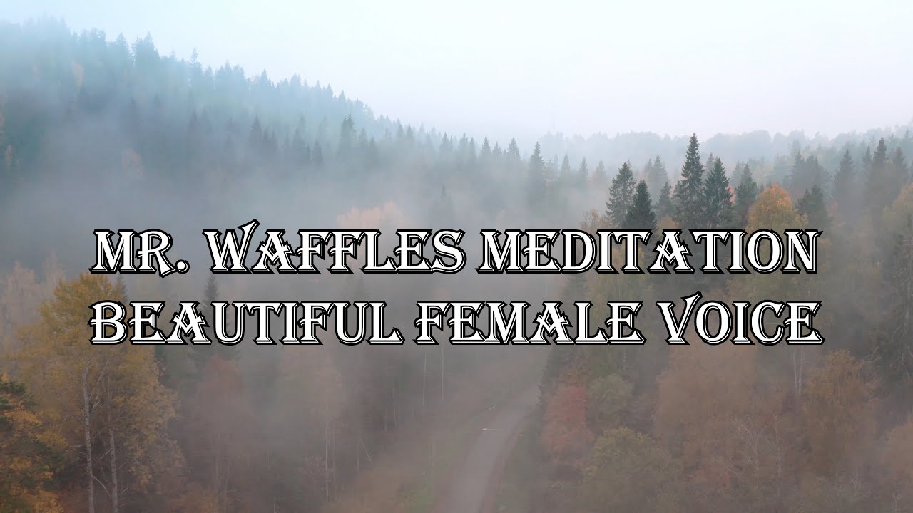 Meditating Story Of Mr. Waffles || Best Soothing Meditation 2022
