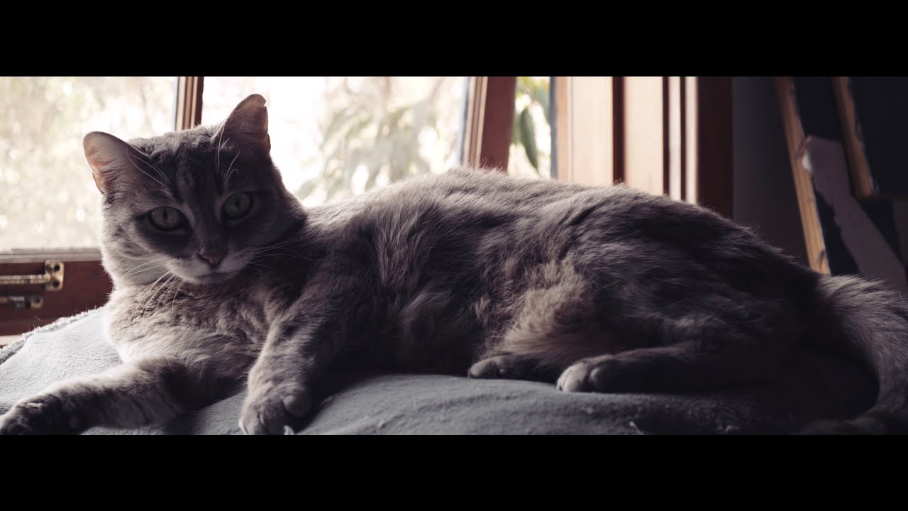 Sirui 35mm Anamorphic Lens f1.8 1.33X Micro 4/3 Mount + Lumix GH5S in V-Log