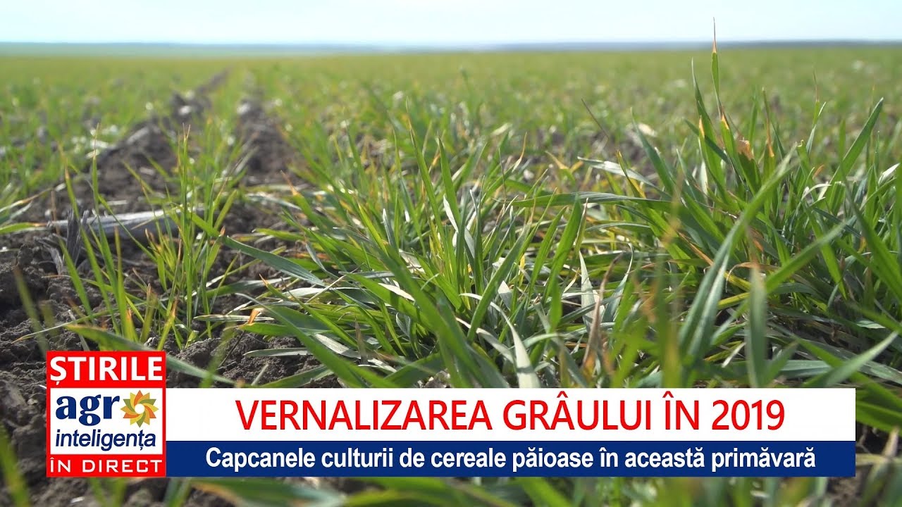 Vernalizarea gr&acirc;ului, o etapă complicată &icirc;n acest an