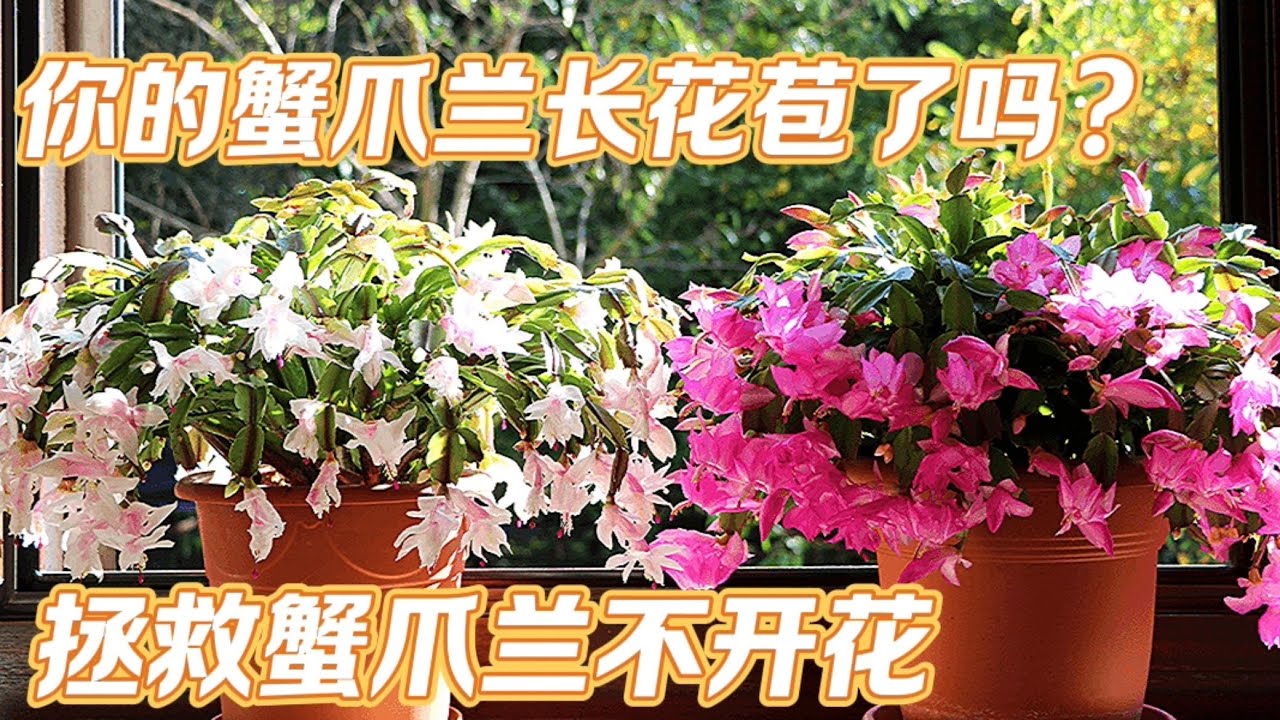 蟹爪兰不开花？请你跟我这样做！【莎拉养花】