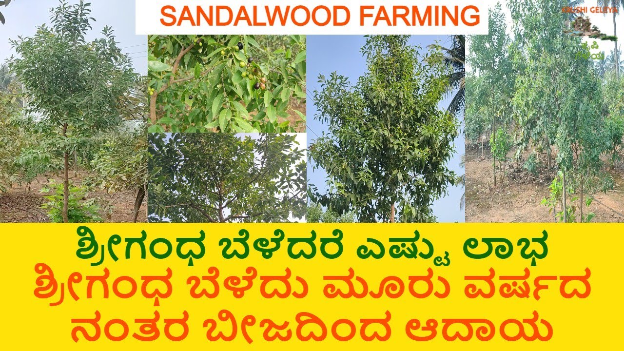 Sandalwood Farming | Earn After 3 Years Planting Sandalwood ಶ್ರೀಗಂಧ ಬೆಳೆದು 3 ವರ್ಷದ ನಂತರ ಬೀಜದಿಂದ ಆದಾಯ