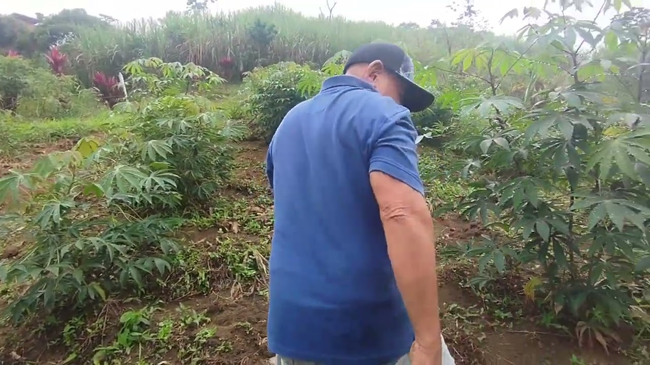 #1 PARTE.  SEMBRANDO YUCA CON MI PADRE  método simple, facil y sencillo #yuca #alcampo #agricultura