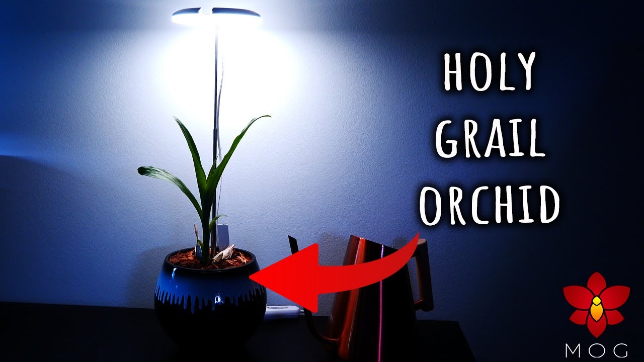 Repotting one of my Favourite Orchids! - Clowesia Grace Dunn