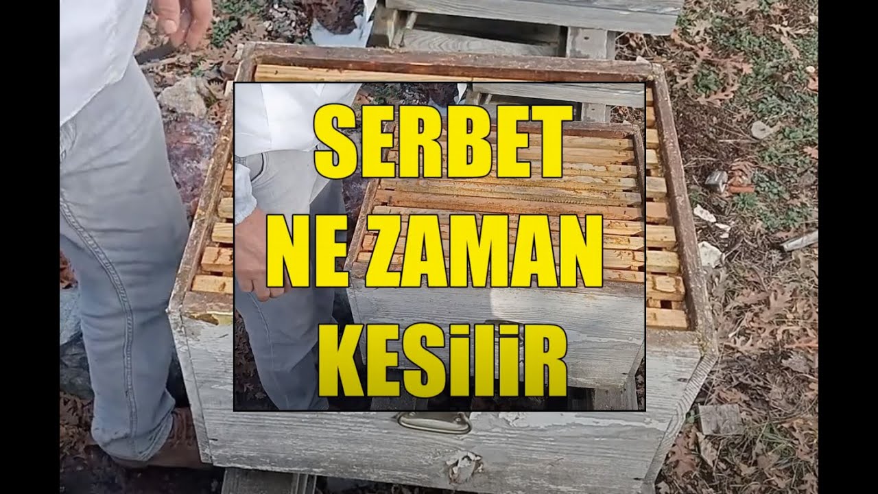 Arı Kovanlarında Doğal Bal İçin Şerbet Ne Zaman Kesilir?