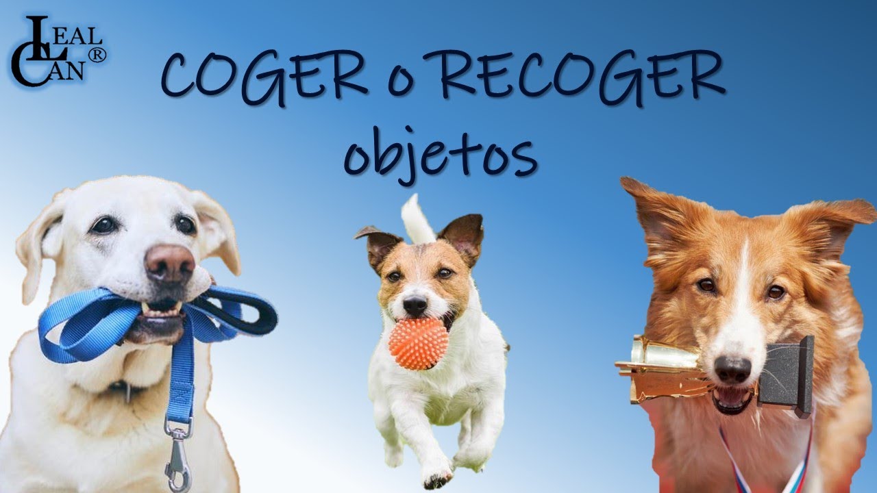 💡🐶 Enseña a tu PERRO a COGER cosas u objetos con clicker | LealCan Adiestramiento
