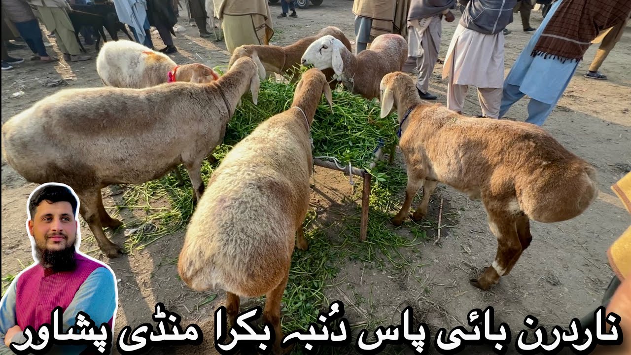 Northern Bypass Dumba & Bakra Mandi Peshawar Eid Ul Azha 2026 Turkey Balkhi Sheep Price Izhar Ali 