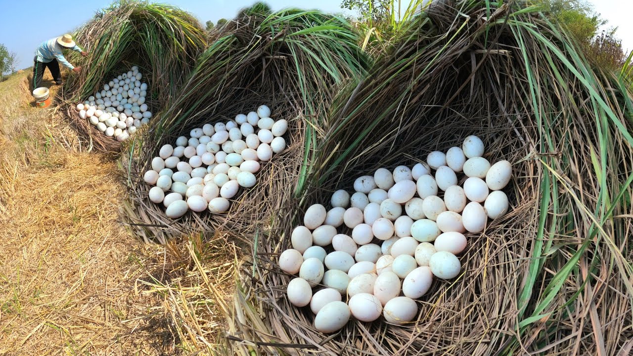 WOW WOW  ! Picking duck eggs in the open fields near the lemongrass leaves is not a big deal.