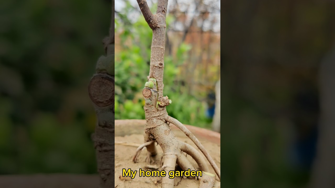 Bonsai Fig Grafting // Bud Grafting on Fig Bonsai // My home garden.