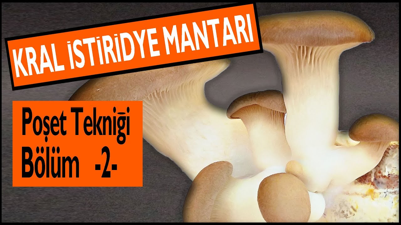 Poşette Kral İstiridye Mantarı Nasıl Yetiştirilir ? 2 Flaş Hasat Yaptık. Diken Kulacık Gavcar Körek
