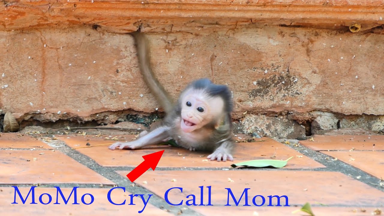 Pitiful Baby Monkey MoMo Cry Calling Her Mom Malika Because Malika Forget Take Her Before Leave.