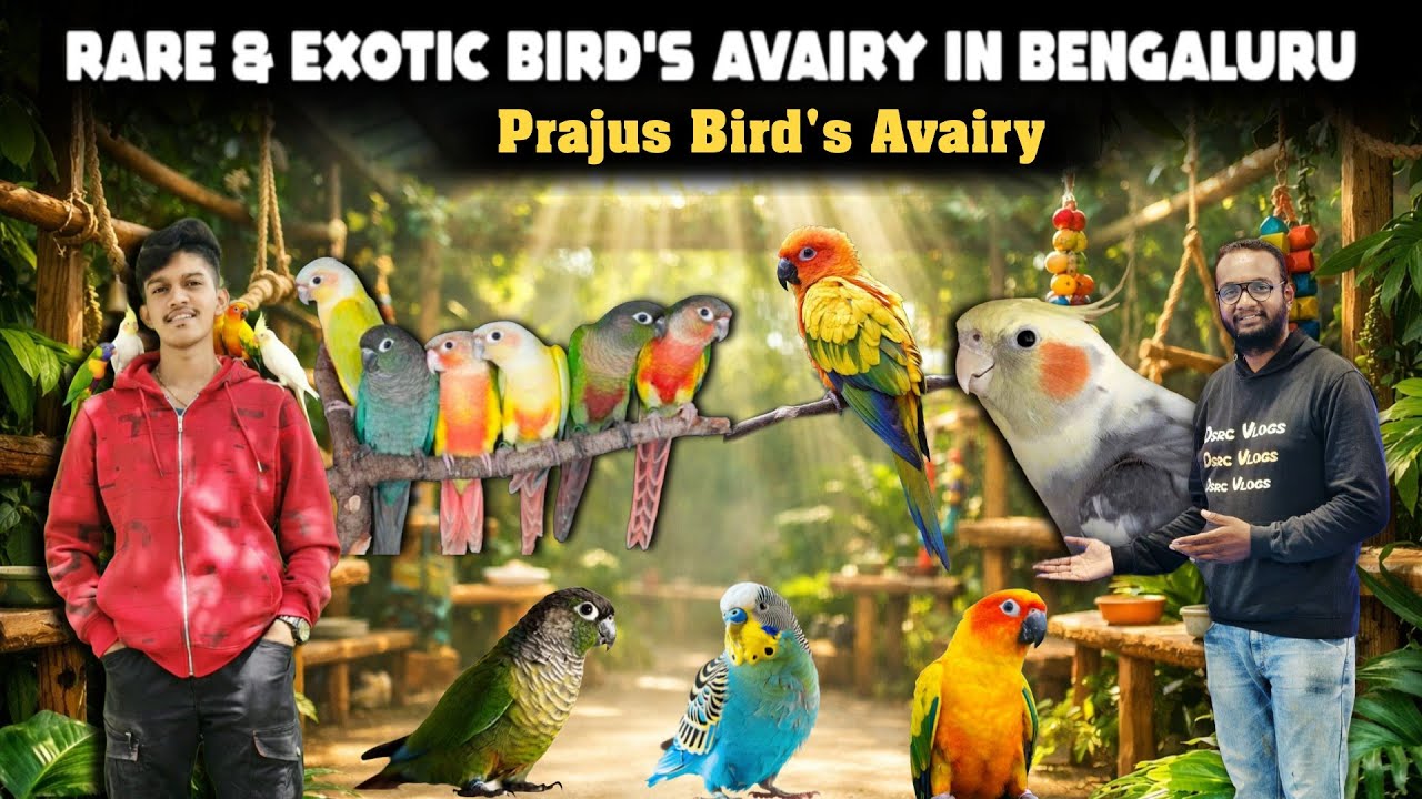 Rare & Colorful Budgies + Small Conures Collection 🦜 | Praju’s Aviary Bengaluru #lovebirds #birds