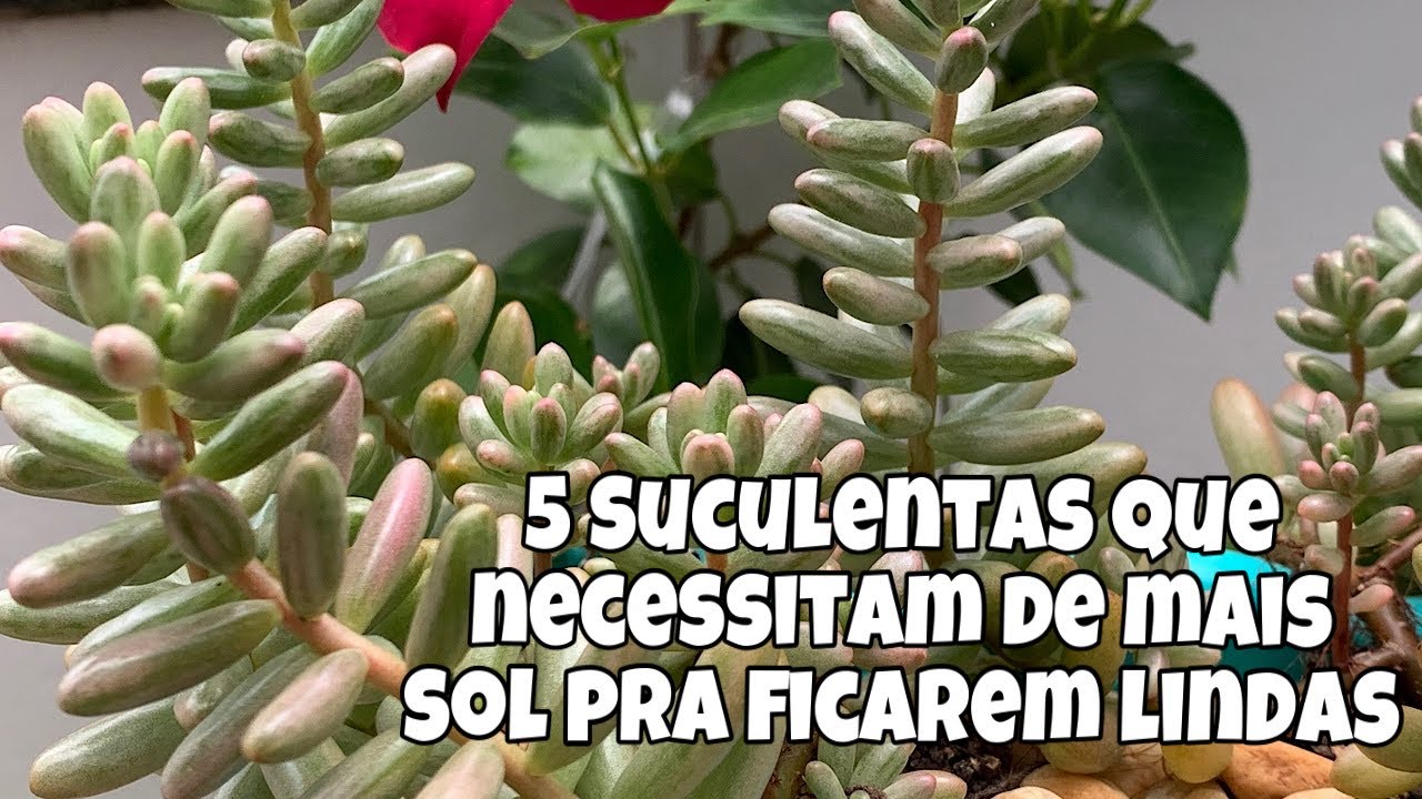 Suculentas resistentes ao sol
