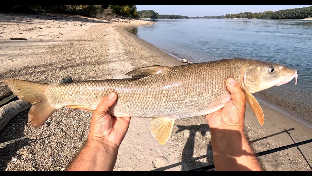 Vadvízi horgászat. Dunai márnák Korum Big Water bottokkal.