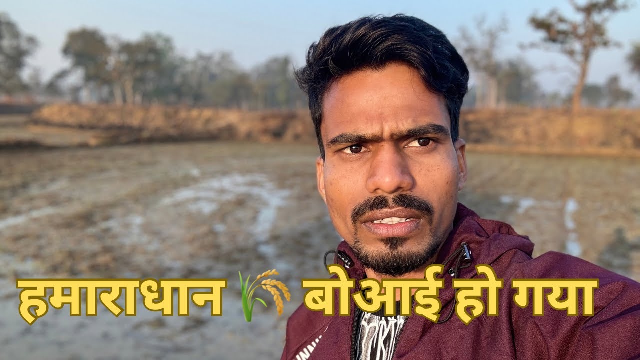 फ़ायेनली हमारा धान !!🌾 बोआई हो गया है 🥰#farming @BikendraKumarsahu 