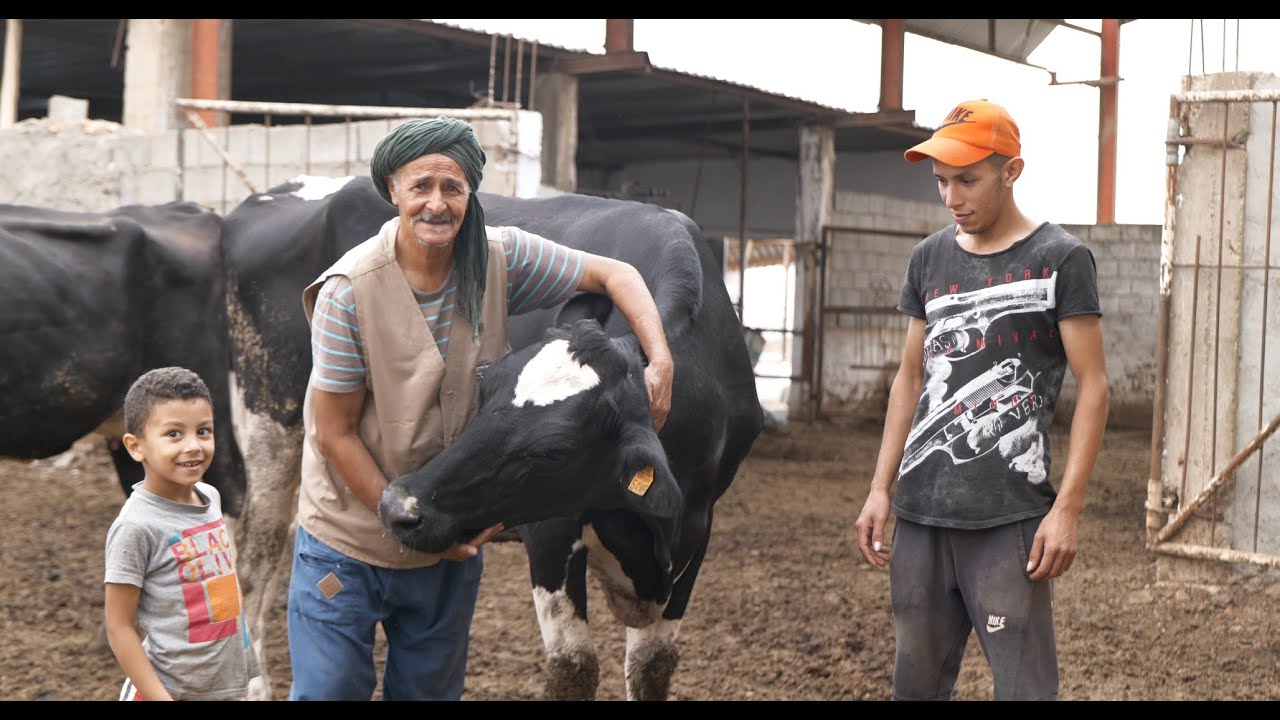 2nd Customer Feedback ATLAS AL-Filaha | KHALFAOUI Dairy Farm, Algeria