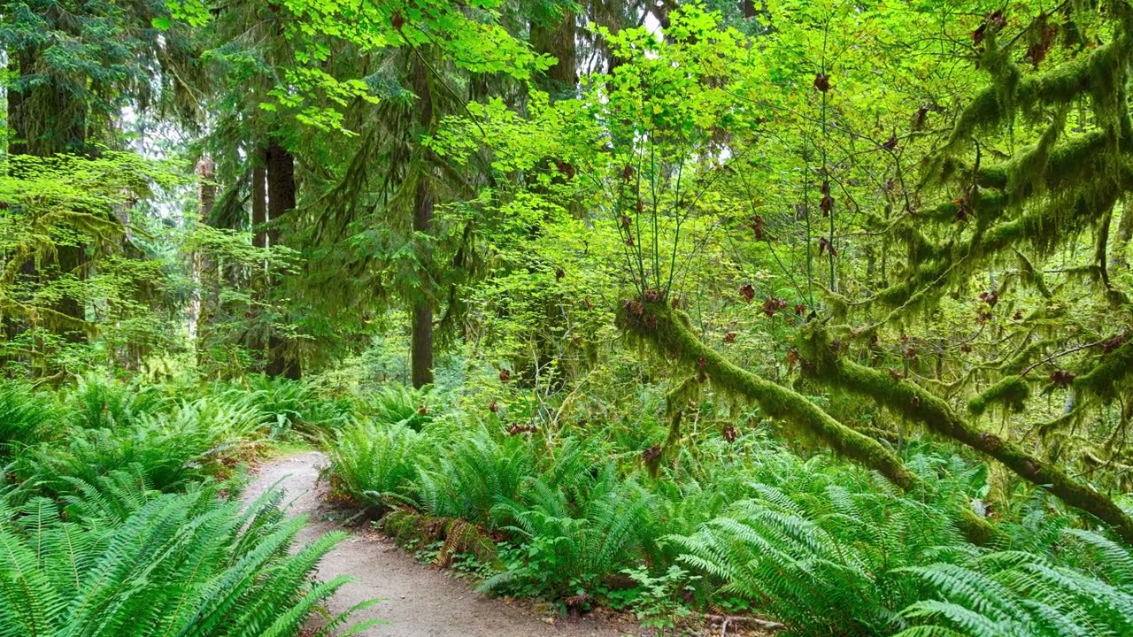Bill Ryan • Secret Forest