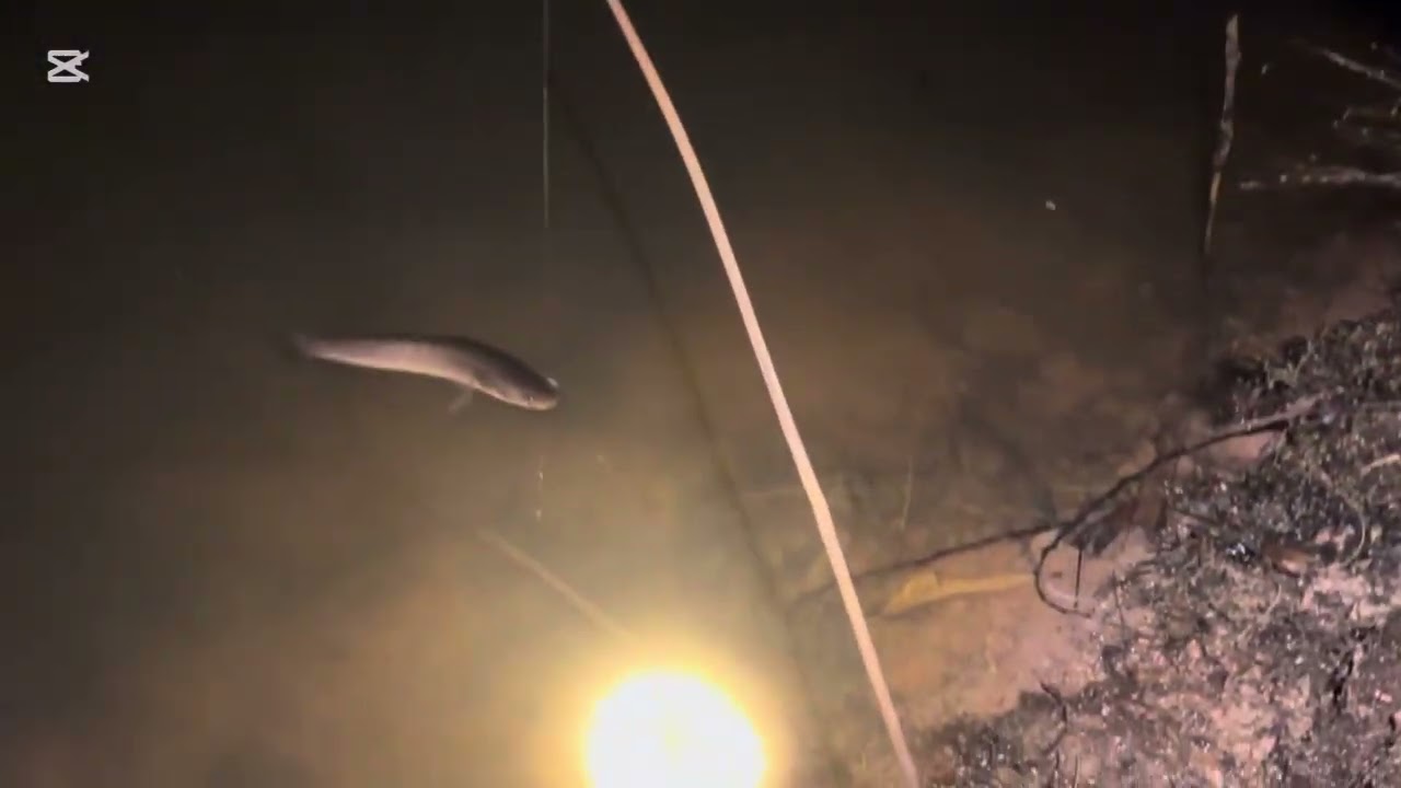 An activities of setting fish traps through the rice fields. 